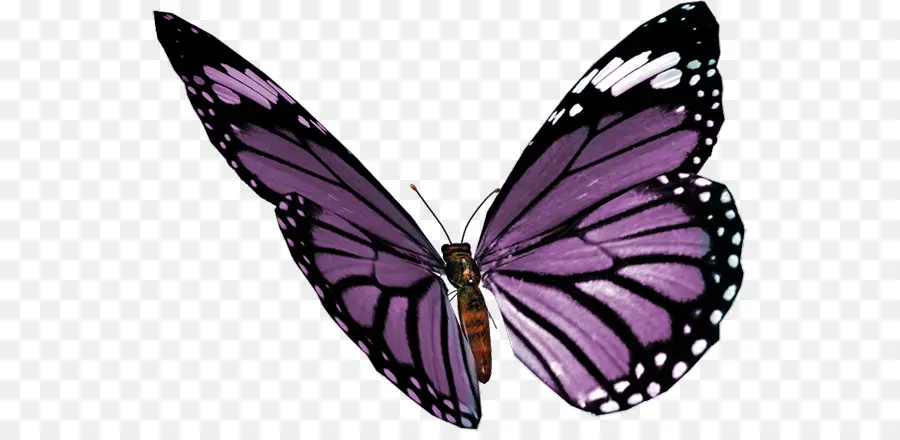 Papillon，Ailes PNG