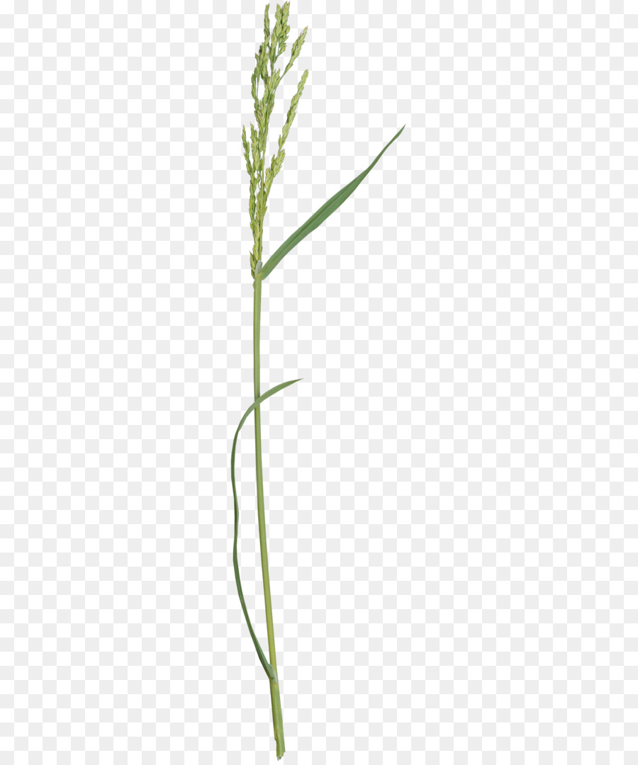 Herbe，Nature PNG