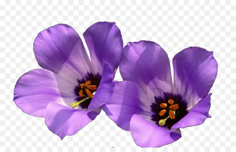 Violet，Fleur PNG