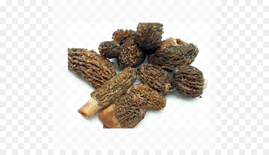 Morchella Vulgaris，Morchella Conica PNG