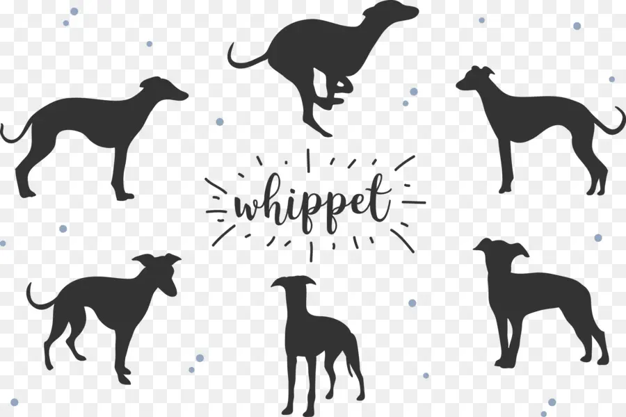 Whippet，Greyhound PNG