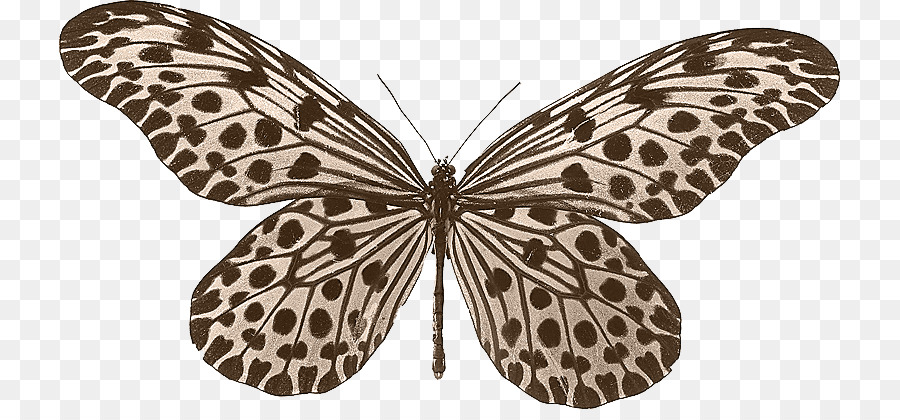 Papillon，Insecte PNG