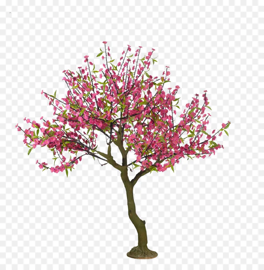 Fleur De Cerisier，Cerise PNG
