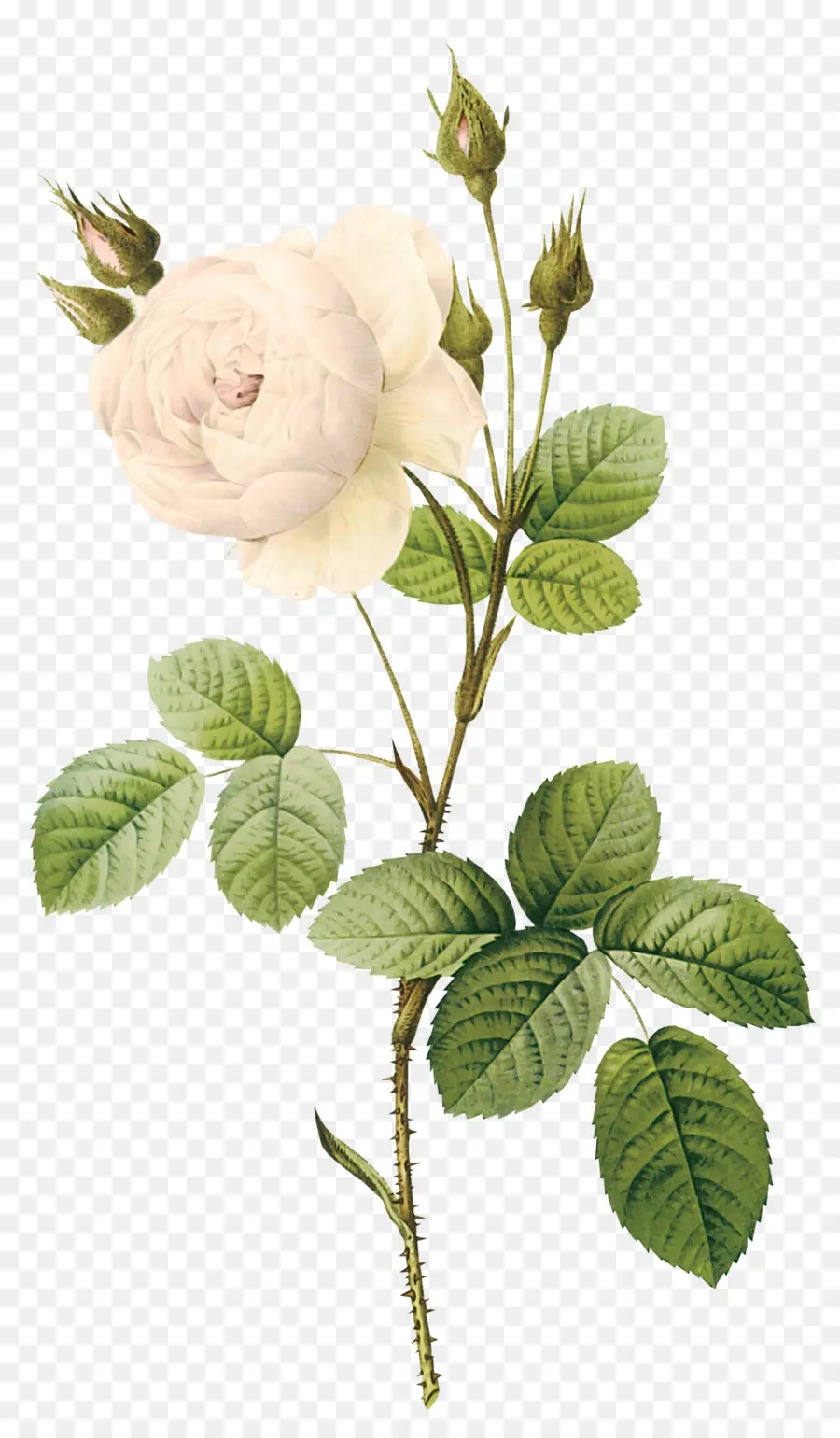 Rose，Fleur PNG