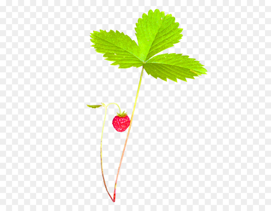 Fraisier，Feuilles PNG