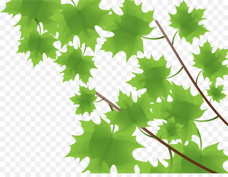 Feuilles Vertes，Feuillage PNG