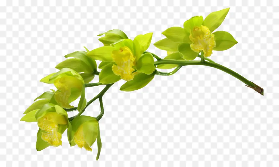 Fleurs Jaunes，Bifurquer PNG