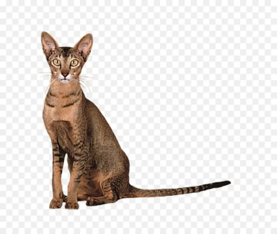 Shorthair Oriental，Chat Siamois PNG