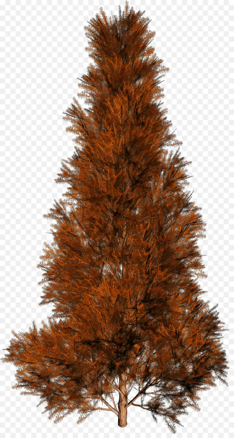 Arbre Brun，Brun PNG