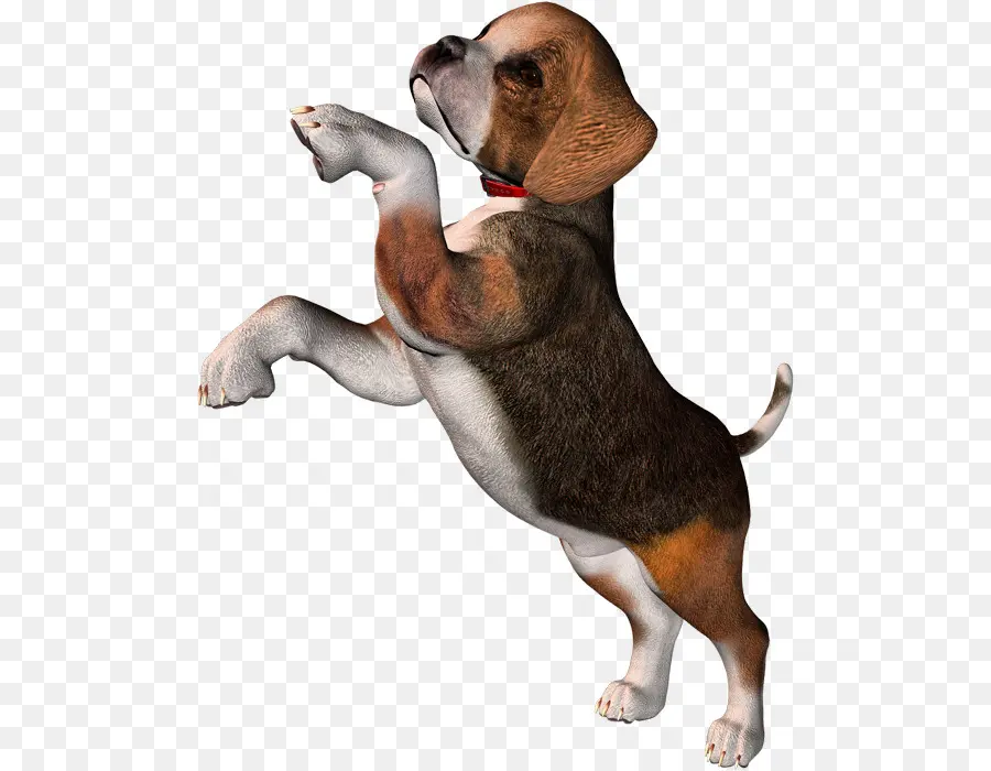 Beagle，Beagle De Poche PNG