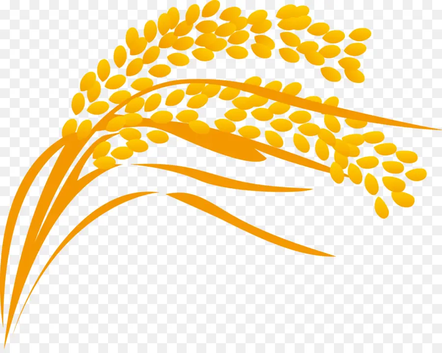 Blé，Orange PNG