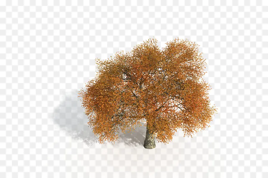 Arbre D'automne，Arbre PNG