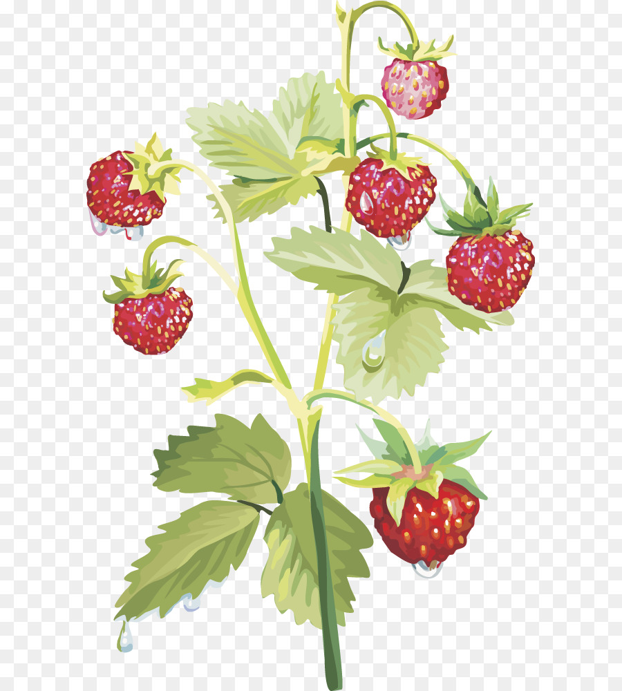 Musc Fraise，Berry PNG