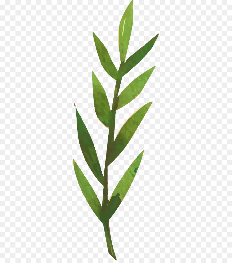 Feuille Verte，Usine PNG