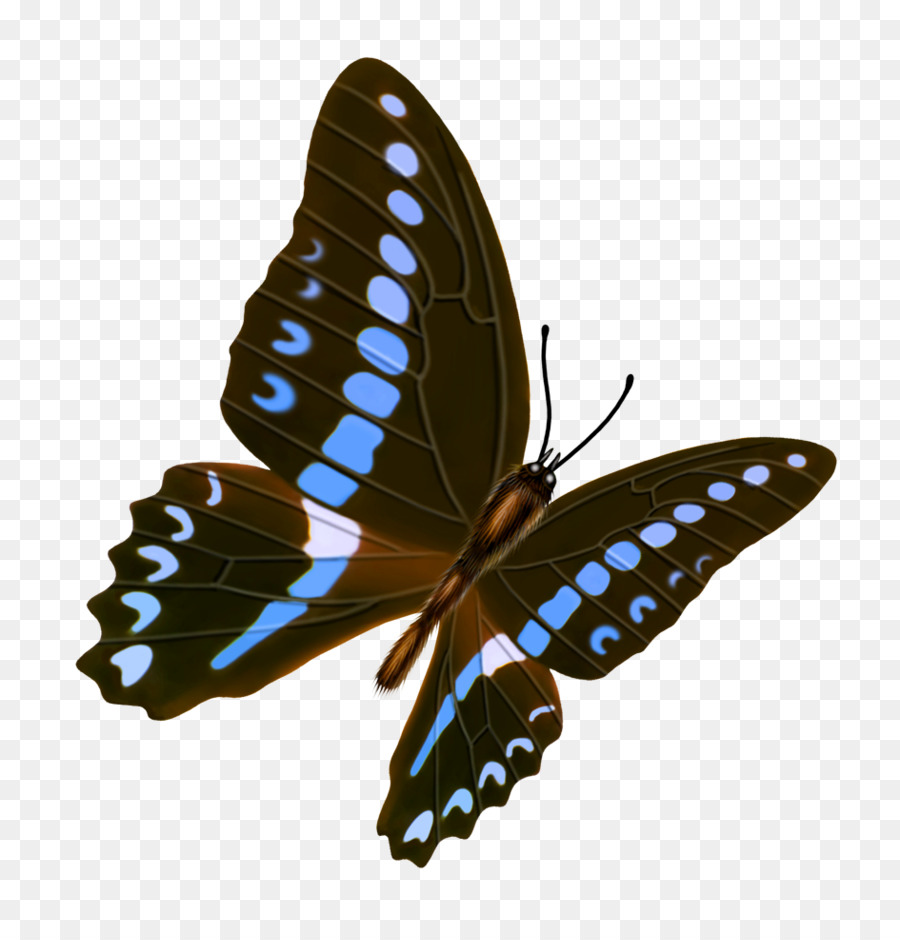 Papillon，Insecte PNG