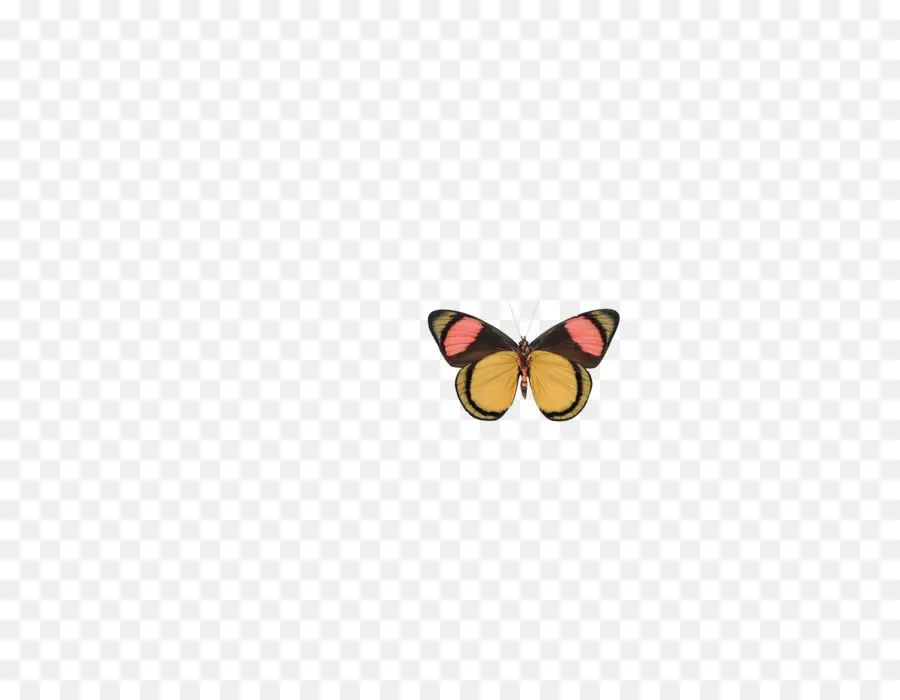 Papillon，Petit PNG