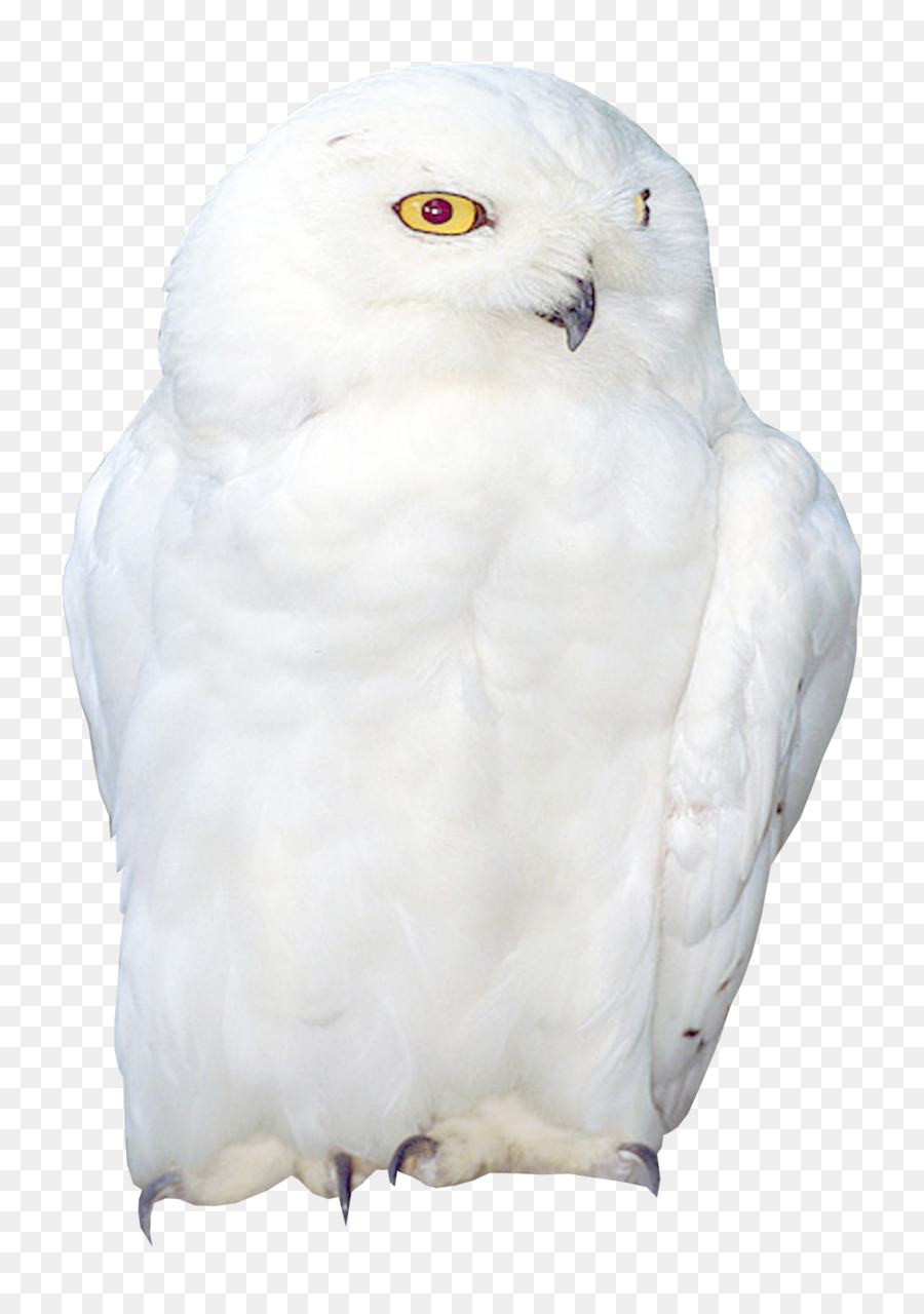 Hibou，Oiseau PNG