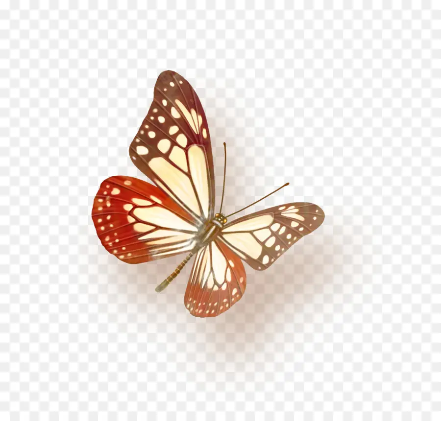 Papillon，Orange PNG