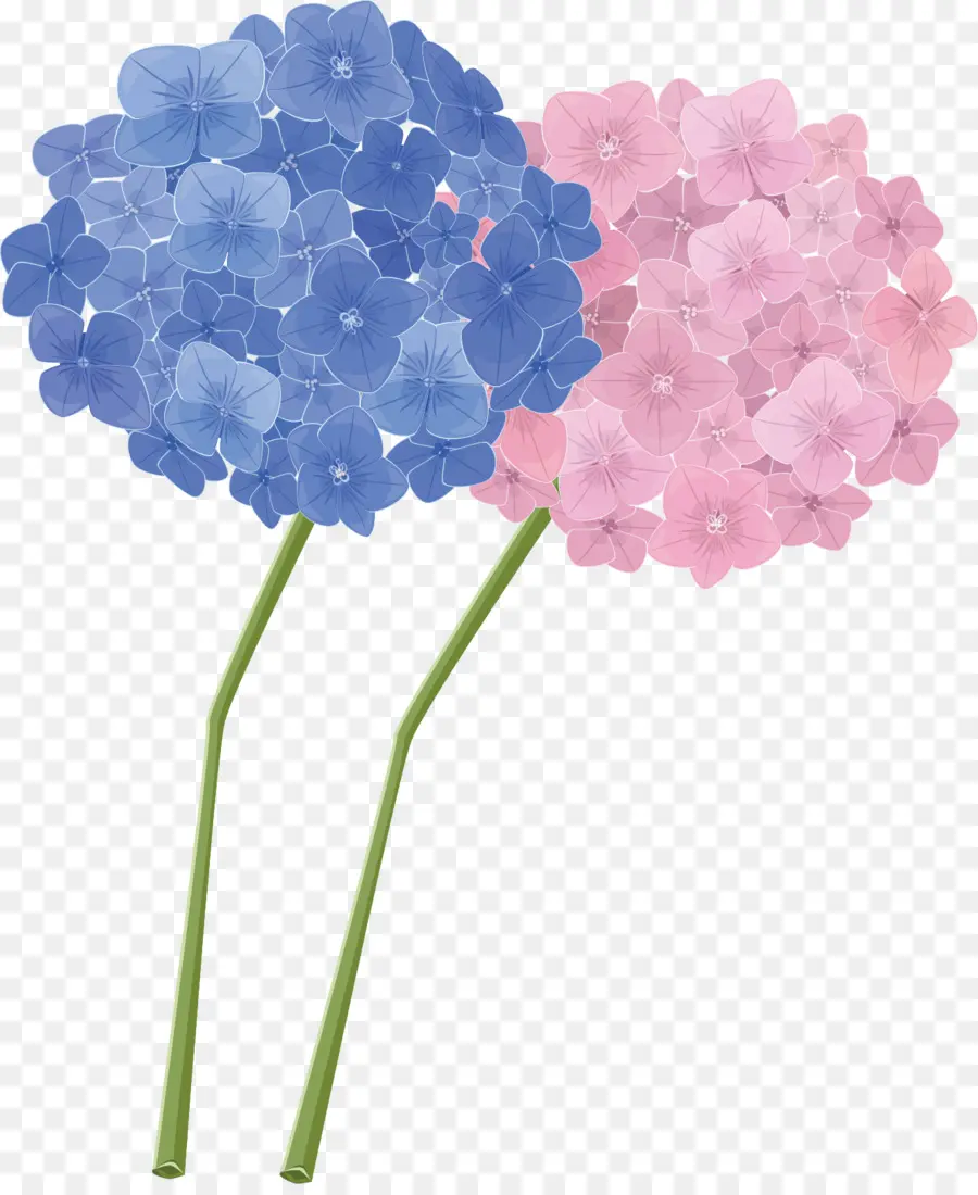 Fleurs D'hortensia，Bleu PNG