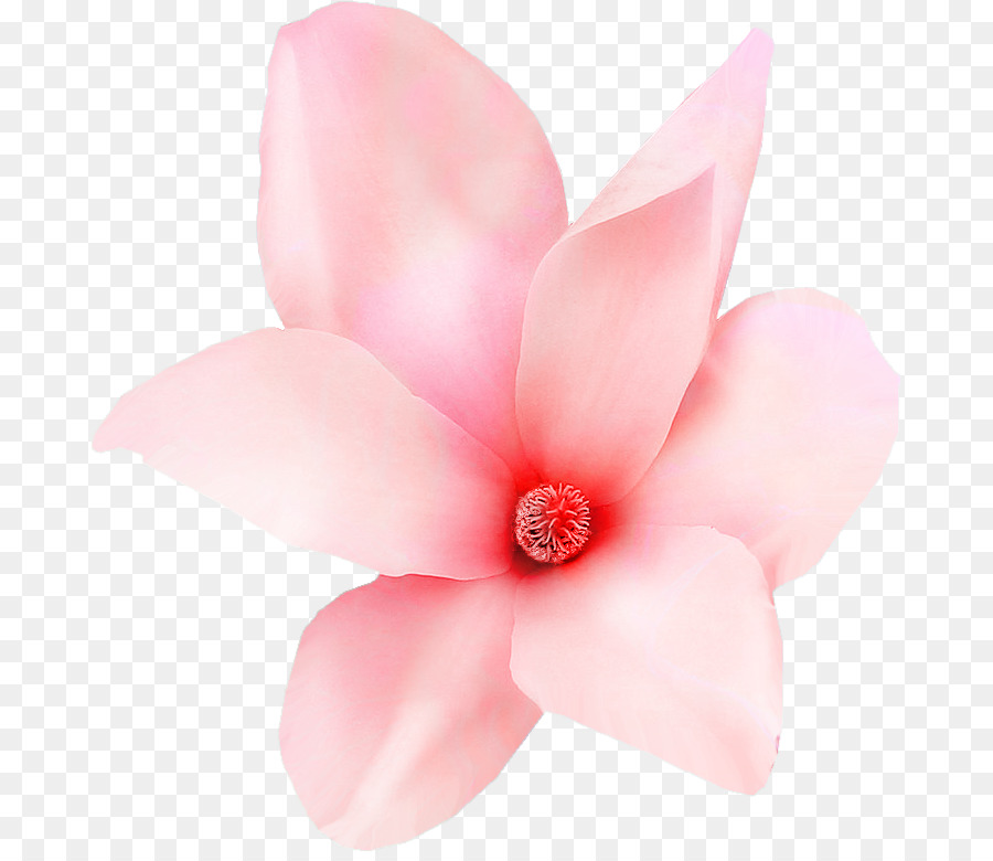 Fleur Rose，Fleur PNG