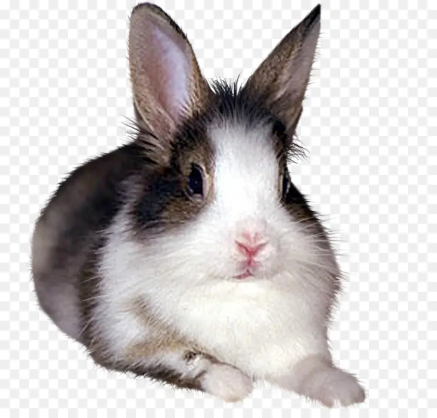 Lapin Blanc，Mignon PNG