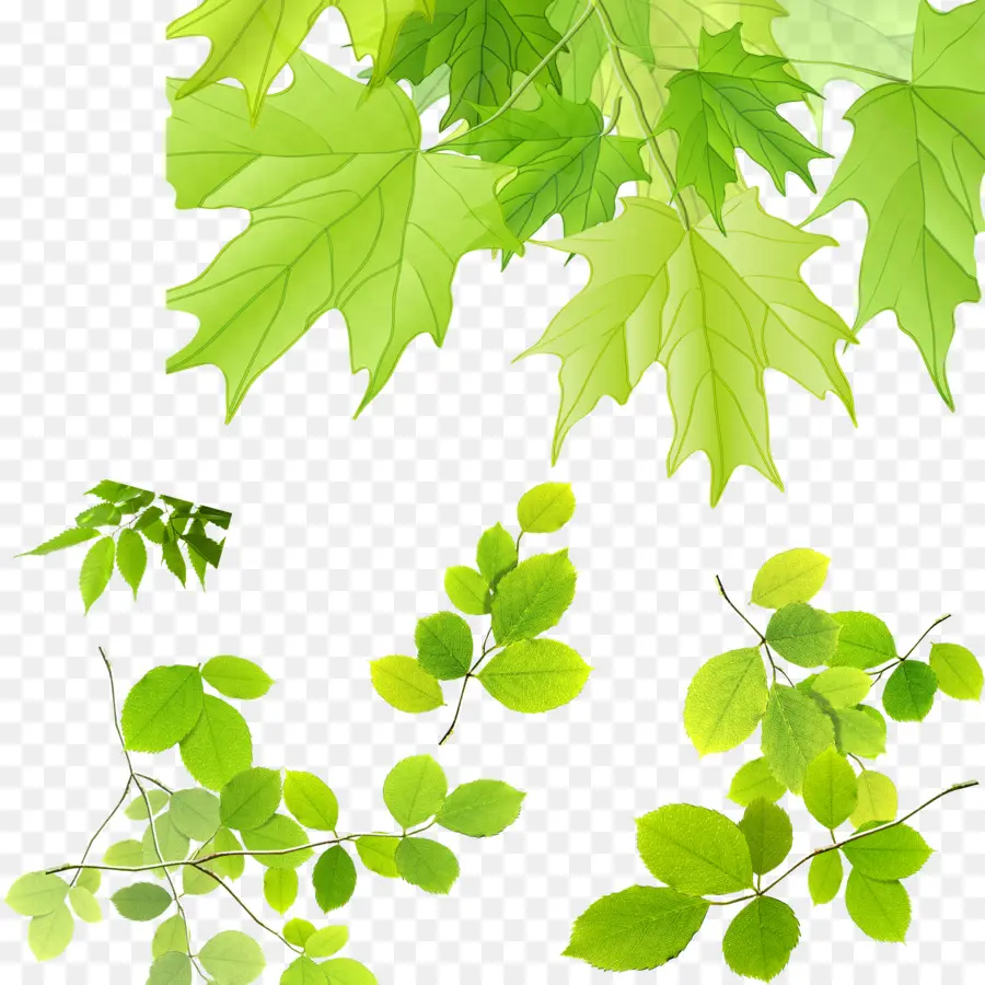 Feuilles Vertes，Feuillage PNG