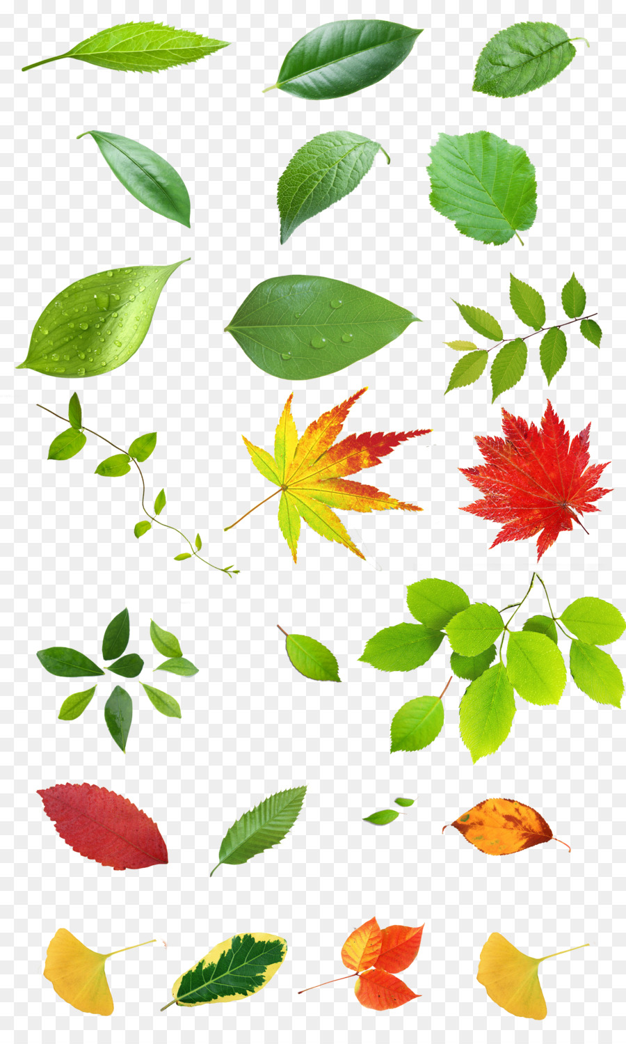 Feuilles，Vert PNG