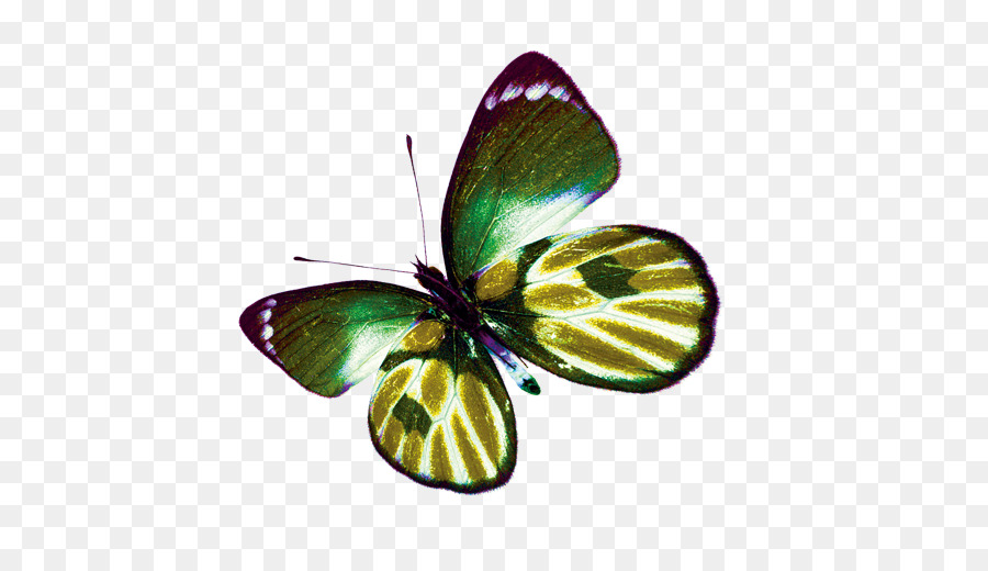 Papillon Rose，Insecte PNG