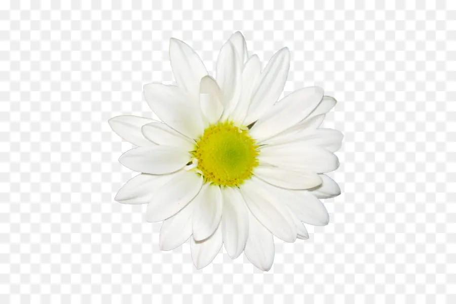 Thé De Chrysanthème，Blanc PNG