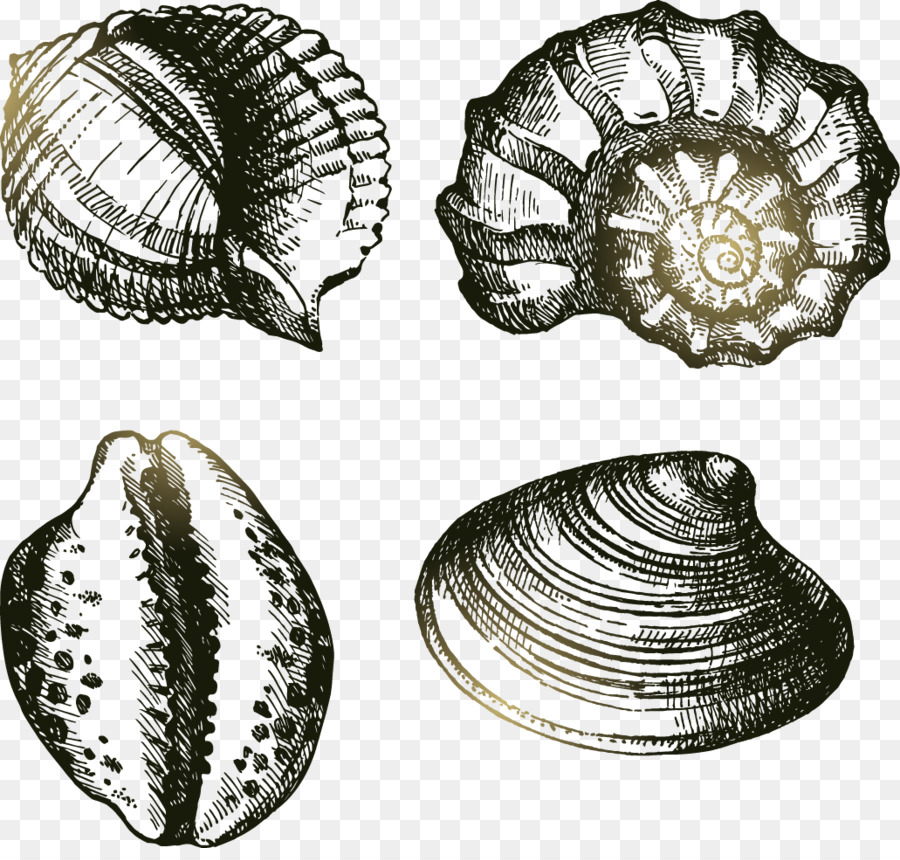 Dessin Coquillage Cauris Png Dessin Coquillage Cauris Transparentes Png Gratuit