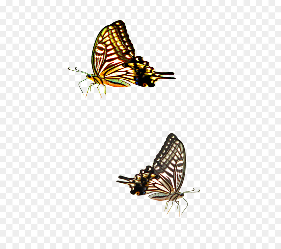 Papillons，Ailes PNG