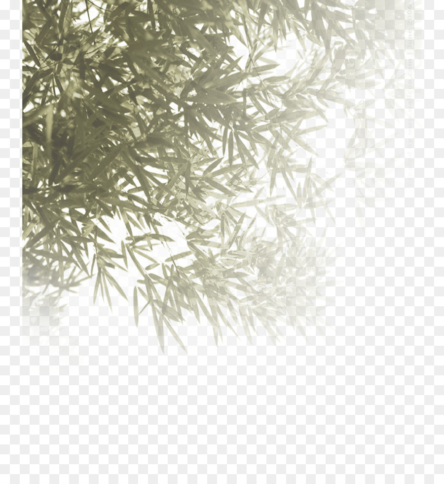 Bambou，Noir Et Blanc PNG