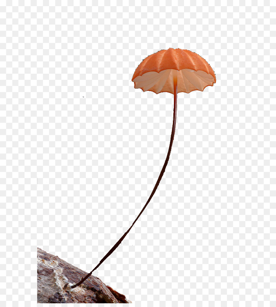 Champignon，Nature PNG