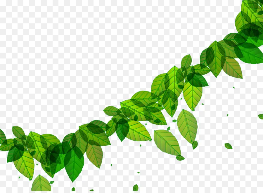 Feuilles Vertes，Feuillage PNG