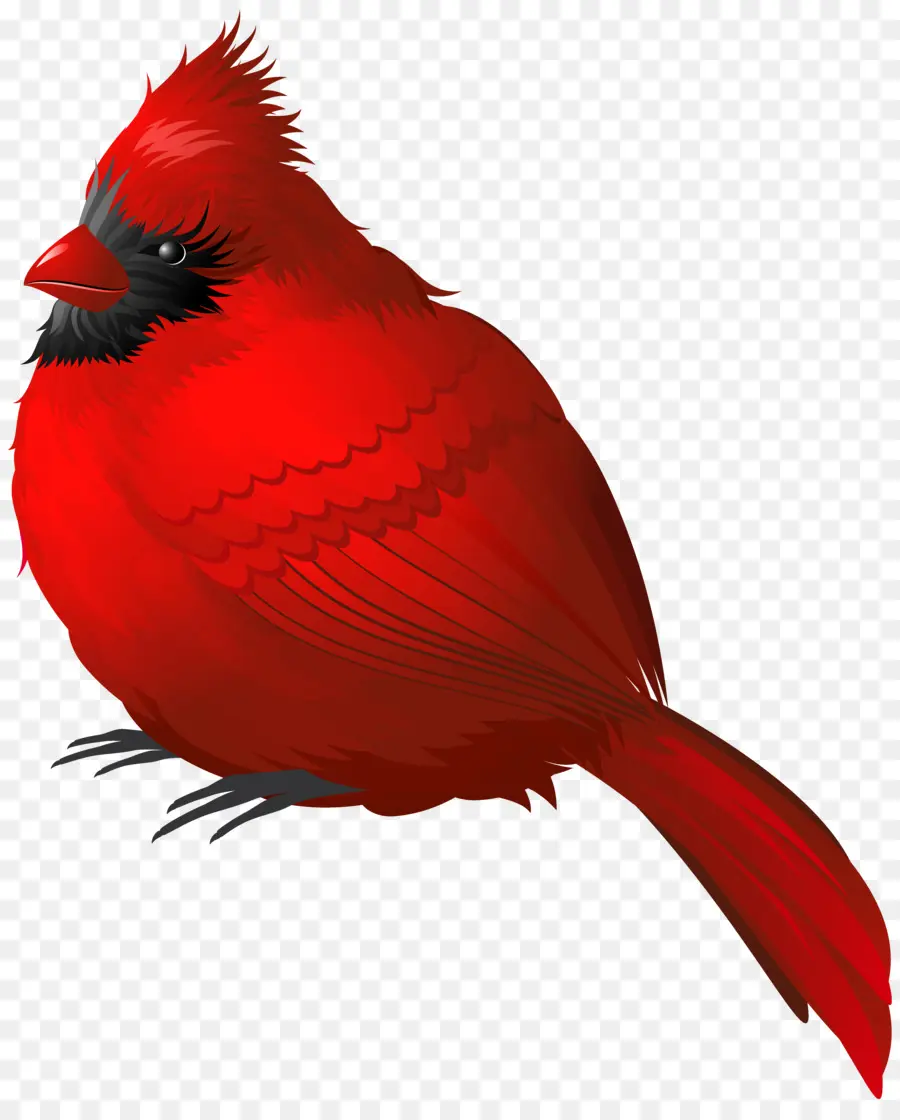 Oiseau，Songbird PNG