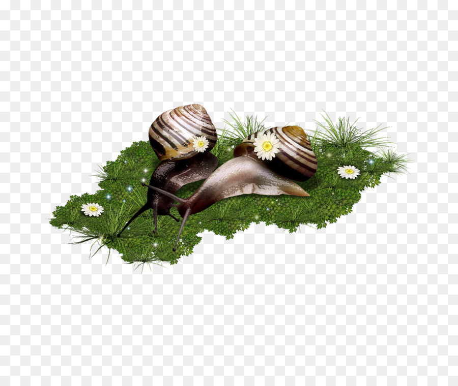 L Escargot，Escargot PNG