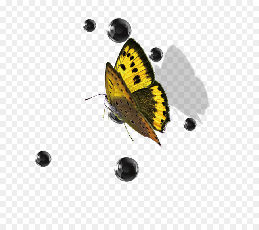 Papillon Jaune，Nature PNG