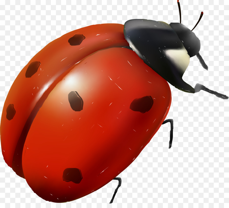 Coccinelle，Bogue PNG