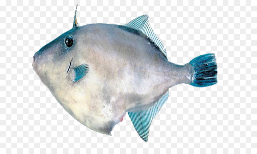 Poisson，Aquatique PNG