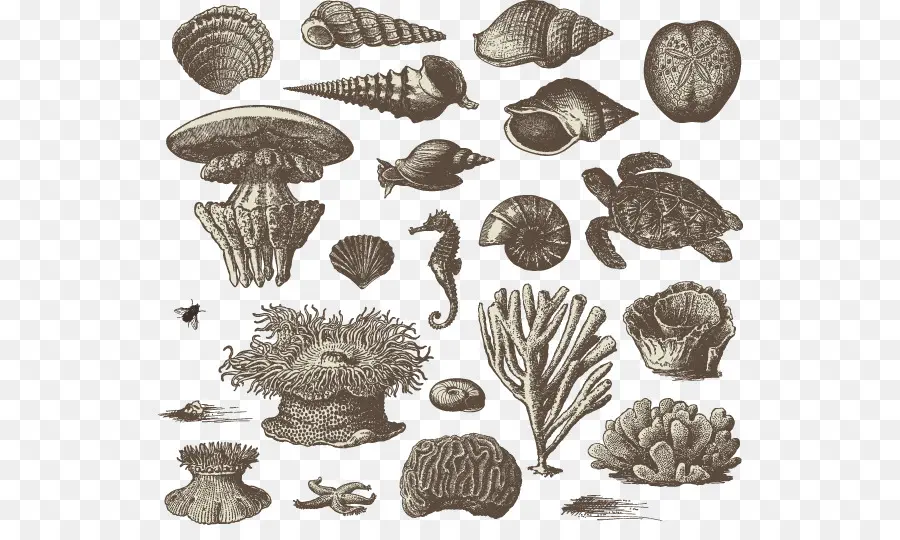 Créatures Marines，Coquilles PNG