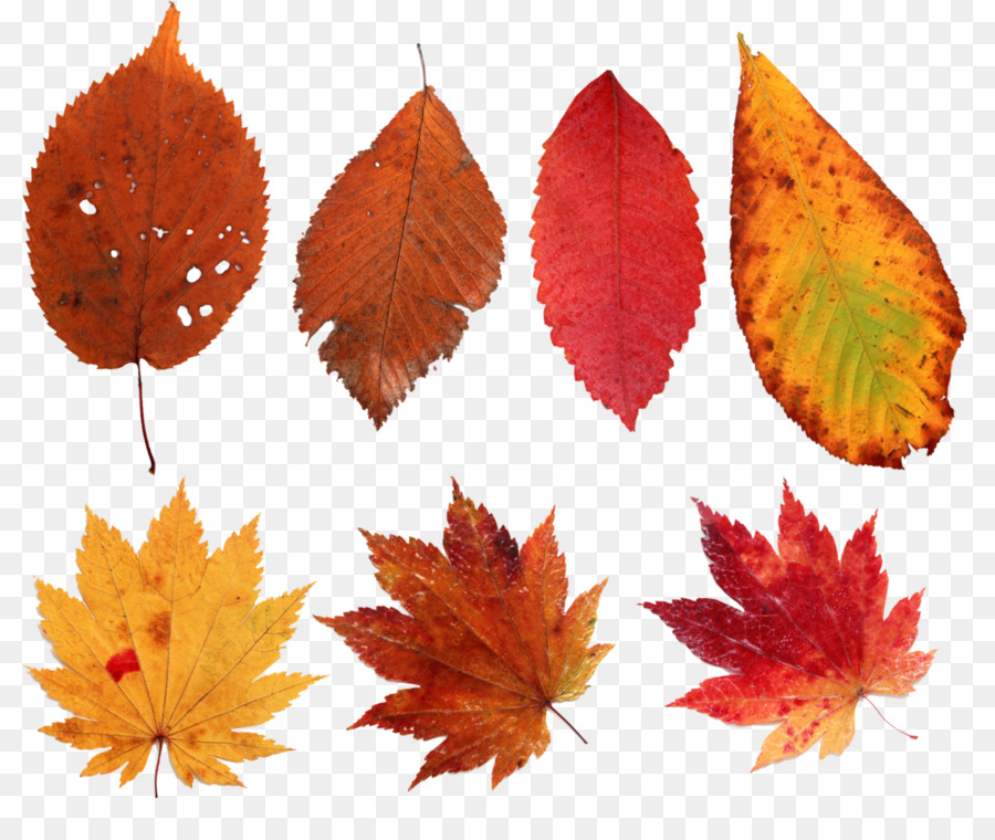 Feuilles D'automne，Automne PNG