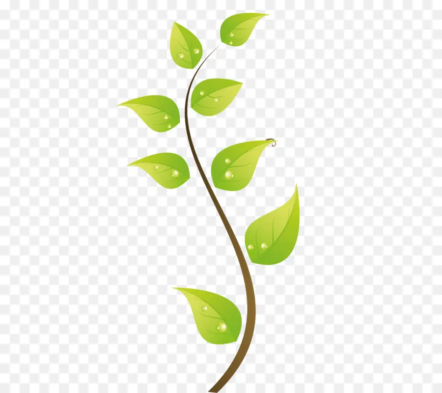 Plante Verte，Feuilles PNG