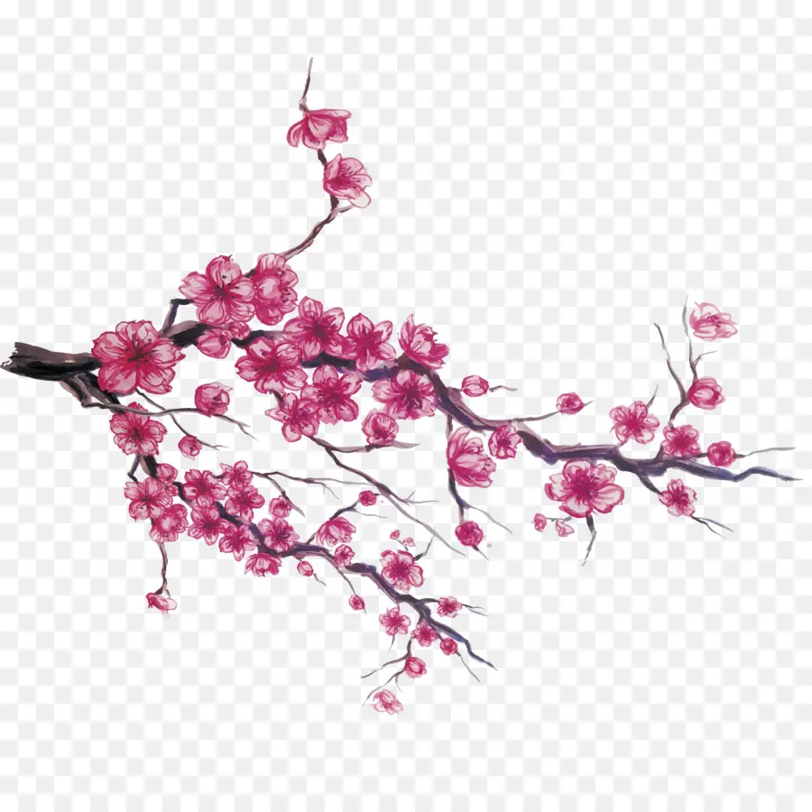 Japon，Fleur De Cerisier PNG