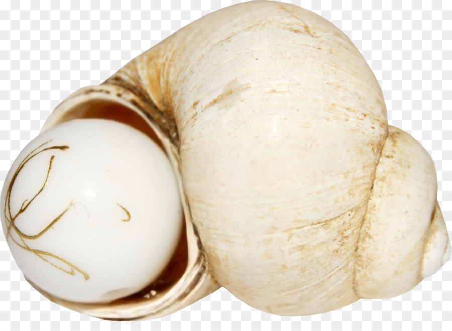 Coquille D'escargot，Coquille PNG