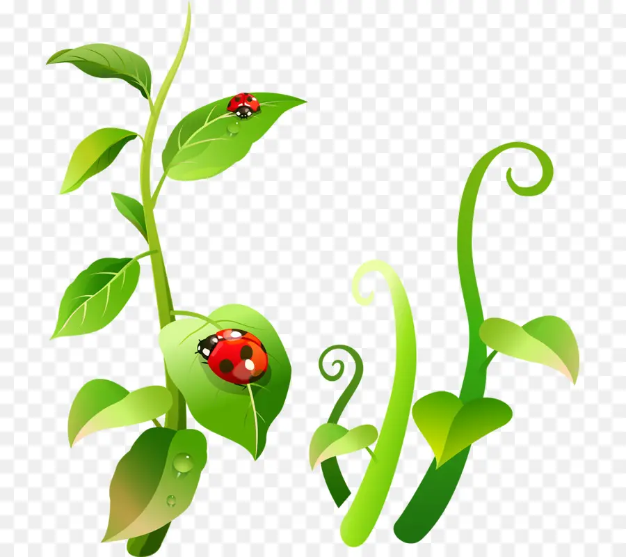 Coccinelle，Feuilles PNG