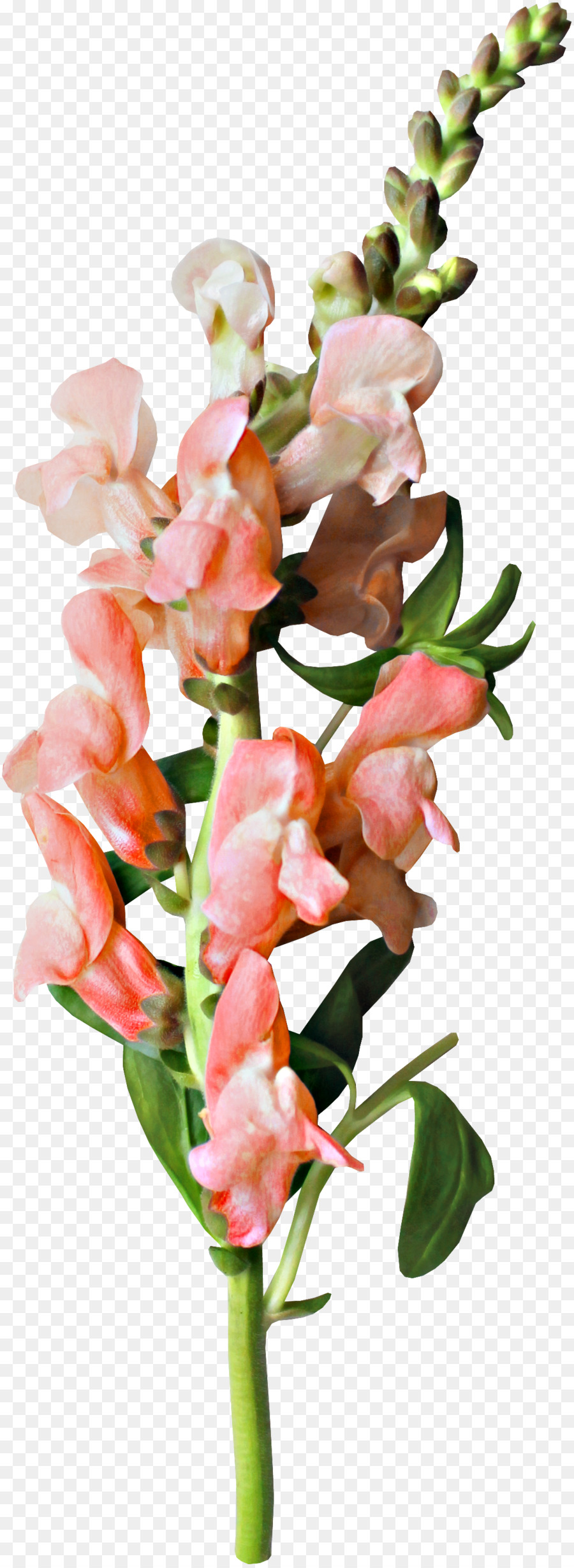 Fleur Bouquet De Fleurs Les Fleurs Coupees Png Fleur Bouquet De Fleurs Les Fleurs Coupees Transparentes Png Gratuit