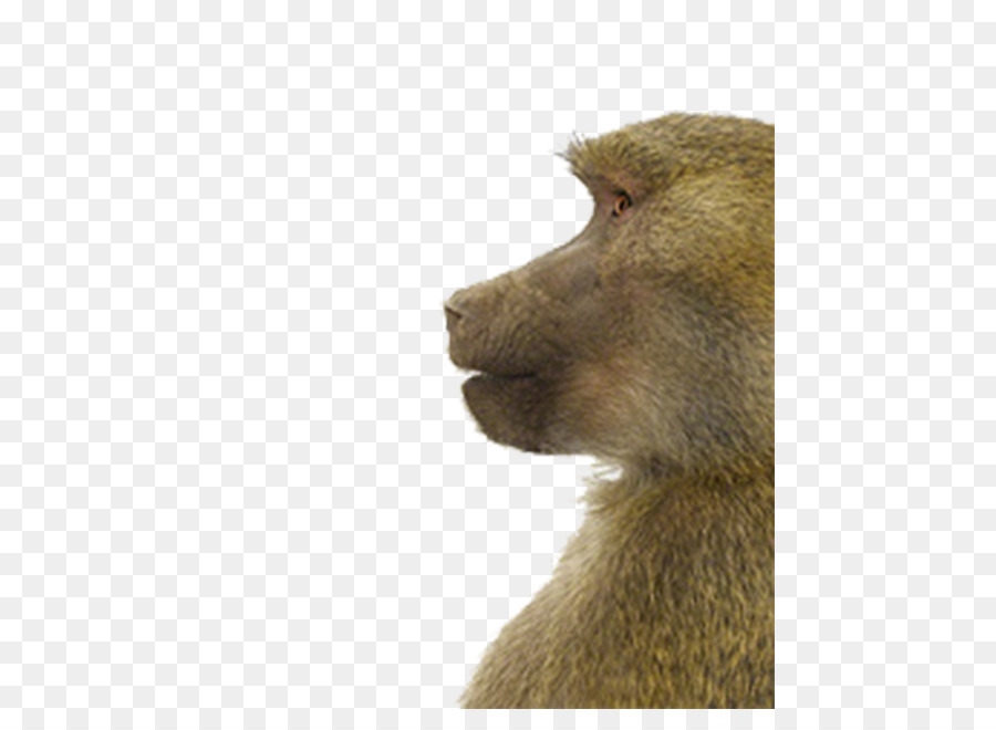 Macaque，Portraits D'animaux PNG