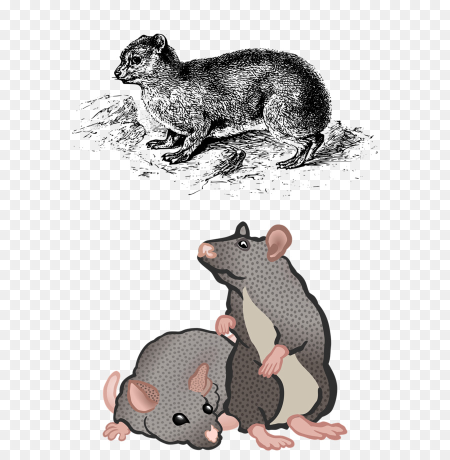 Souris，Les Rongeurs PNG