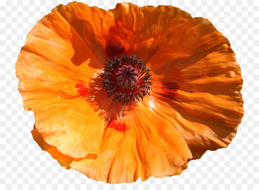 Coquelicot，Fleur PNG