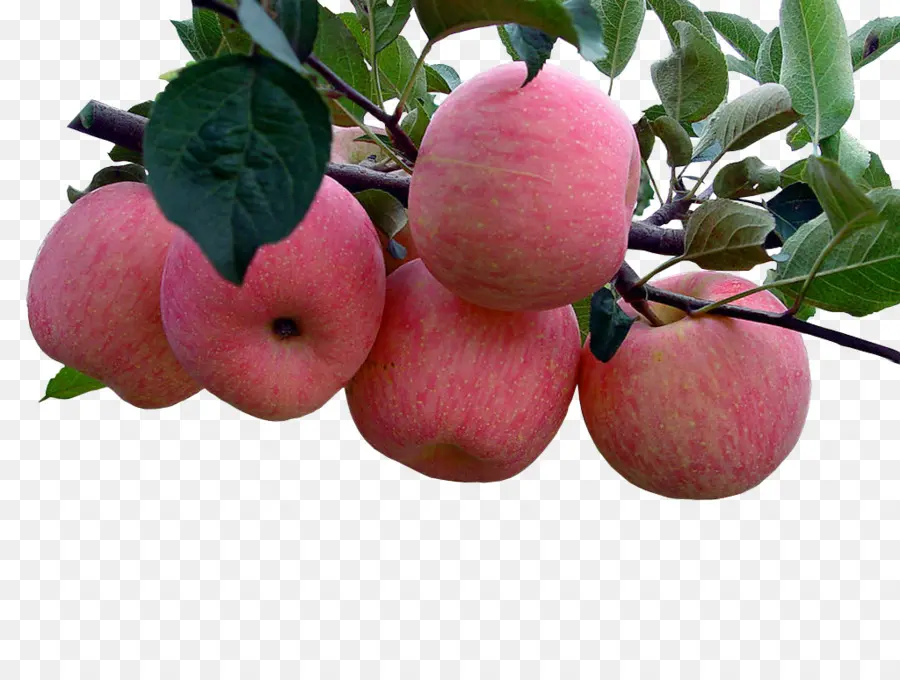 Pommes，Arbre PNG